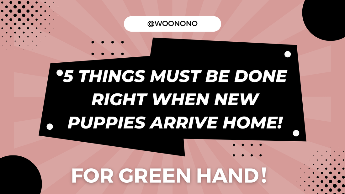 5 Things Must Be Done Right When New Puppies Arrive Home!